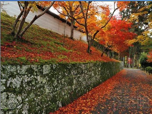 壁纸精选,枫叶满地动态壁纸,枫叶满地壁纸下载